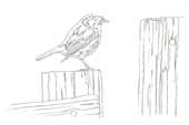 Robin and Cobwebs
