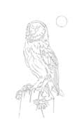 Barn Owl and Ox-eye Daisies