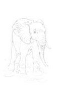 African Elephant