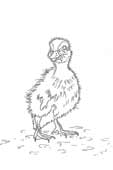 Duckling