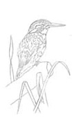Kingfisher