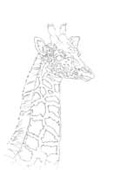 Giraffe and Young
