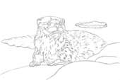 Otter
