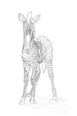 Young Zebra