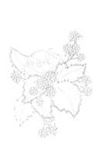 Dormouse and Blackberries