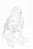 Moonlit Barn Owl