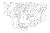 Snow Leopard