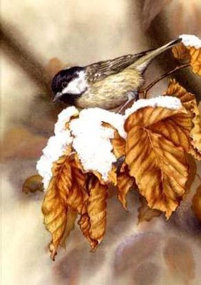 Coal Tit and Beech Leaves