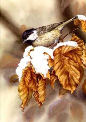 Coal Tit and Beech Leaves