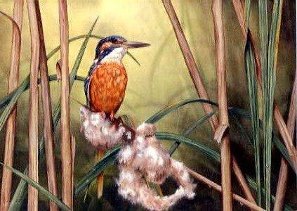 Kingfisher in Bulrush