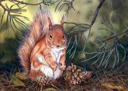 Squirrel and Cones