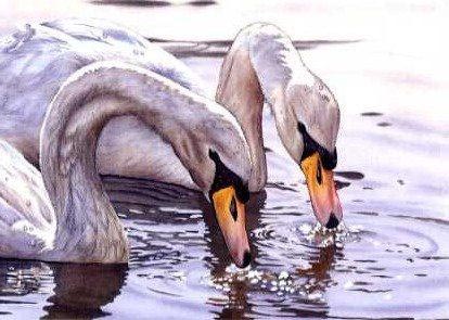 Ladies of the Lake