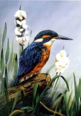 Kingfisher