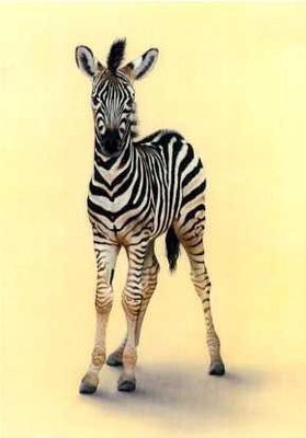 Young Zebra