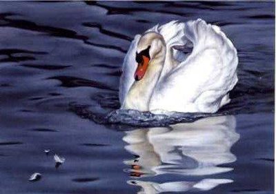 Mute Swan and Reflection