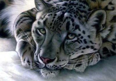Snow Leopard