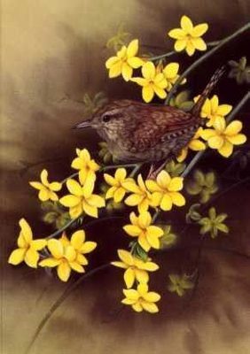 Wren on Jasmine