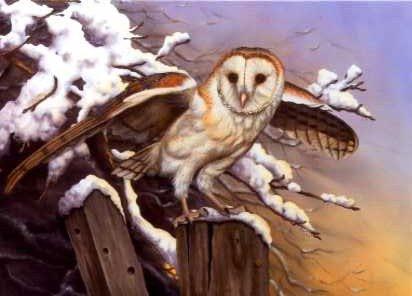 Barn Owl and Snow