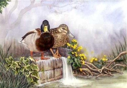 Mallards and Marsh Marigolds