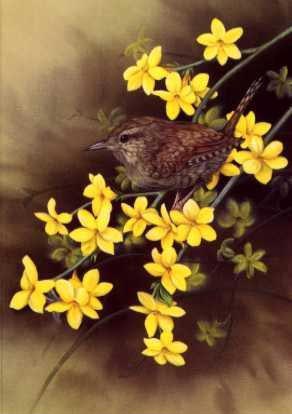 Wren on Jasmine