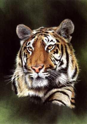 Tiger Portrait