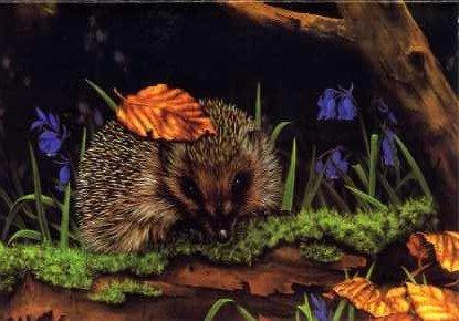 Elle the Hedgehog