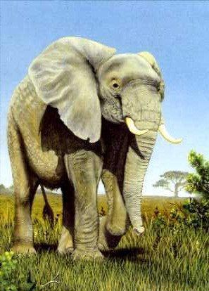 African Elephant