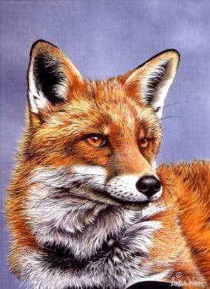 Fred the Fox