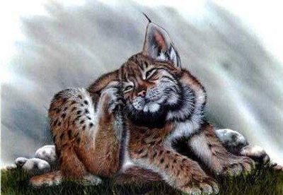 Lynx Cub