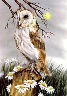 Barn Owl and Ox-eye Daisies