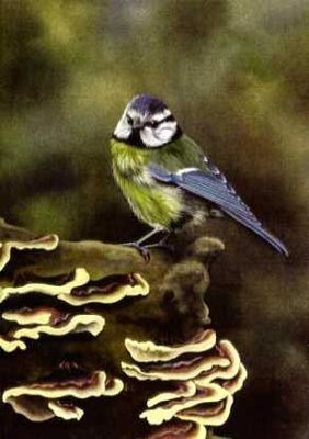 Blue Tit and Fungi