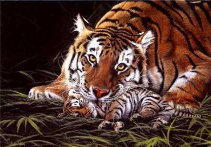 A Tiger&#39;s Care