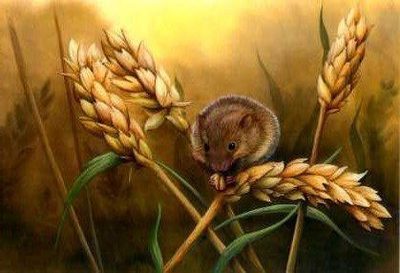 Harvest Mouse