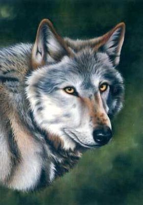Wolf