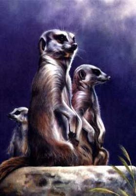 Meercats