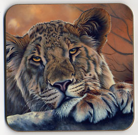 Lioness with Paws. Coaster