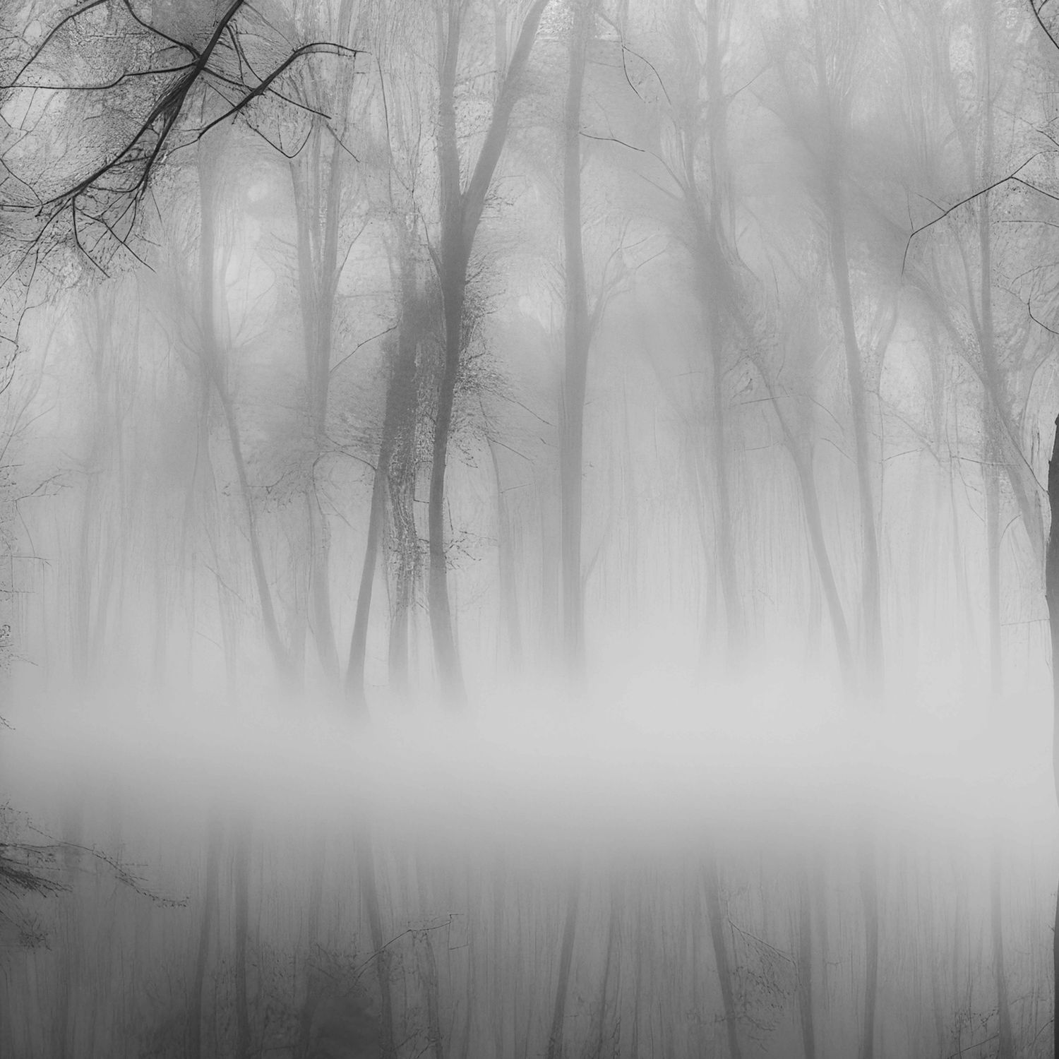 SCARY FORES