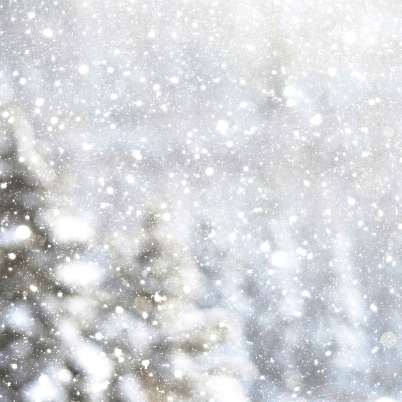 SNOWY FOREST