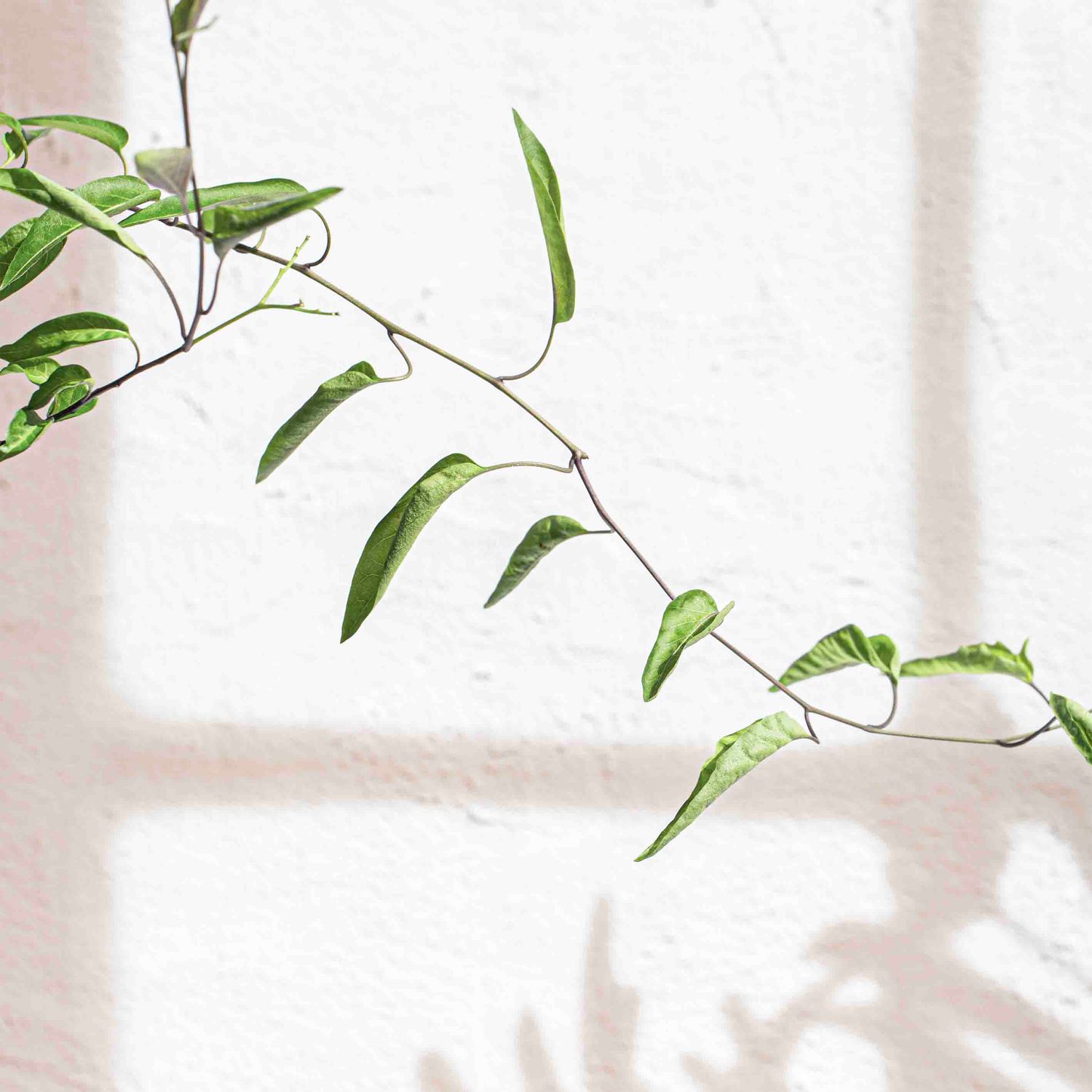 PLANTS &amp; SHADOWS