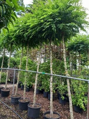 Bol Acacia tuincentrum Voordeeltuin Boskoop