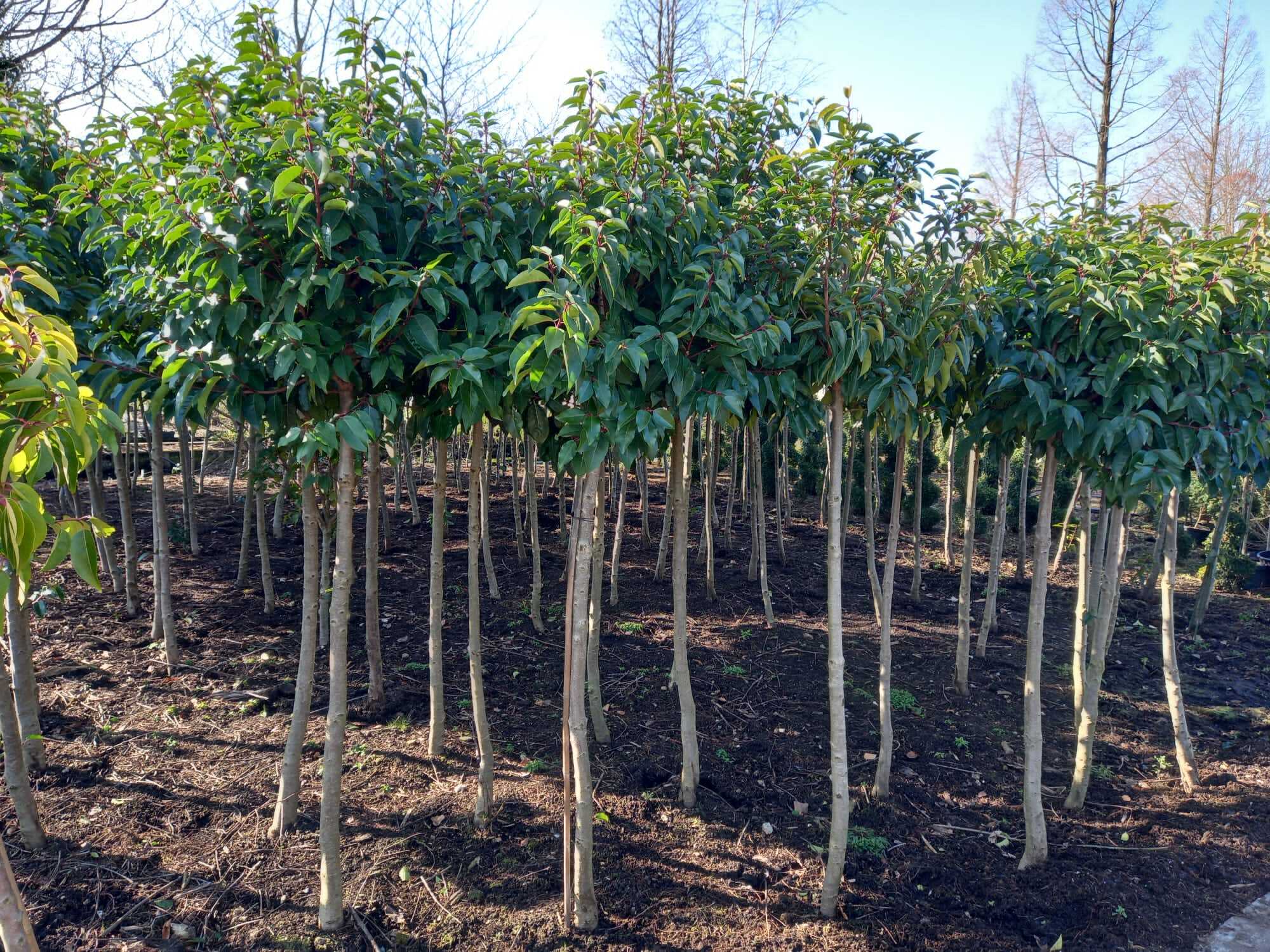 Prunus lusitanica Angustifolia (Portugese laurier) tuincentrum Voordeeltuin Boskoop