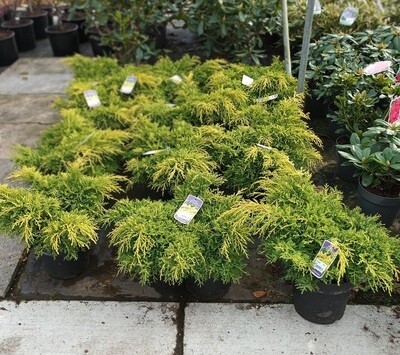 Juniperus x pfitzeriana (Jeneverbes) OP=OP