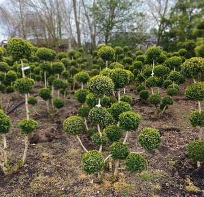 Buxus tuincentrum Voordeeltuin Boskoop