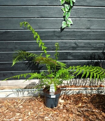 Dicksonia Antarctica (boomvaren) OP=OP