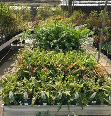 Varen tuincentrum Voordeeltuin Boskoop