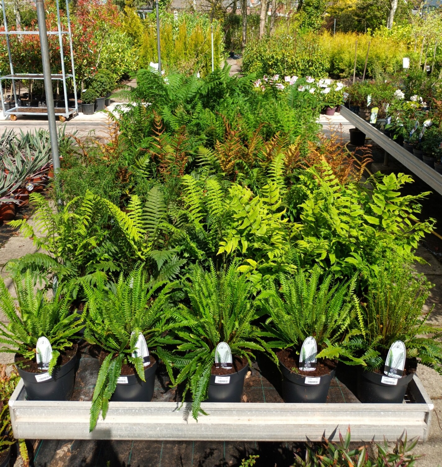 Varen tuincentrum Voordeeltuin Boskoop