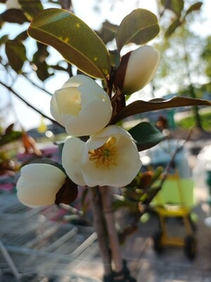 michelia yunnanensis (Magnolia laevifolia) Bladhoudend!
