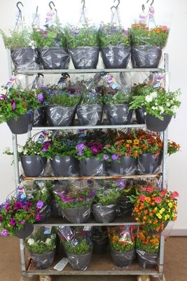 Perkplanten Hangplanten (Hangplant) OP=OP