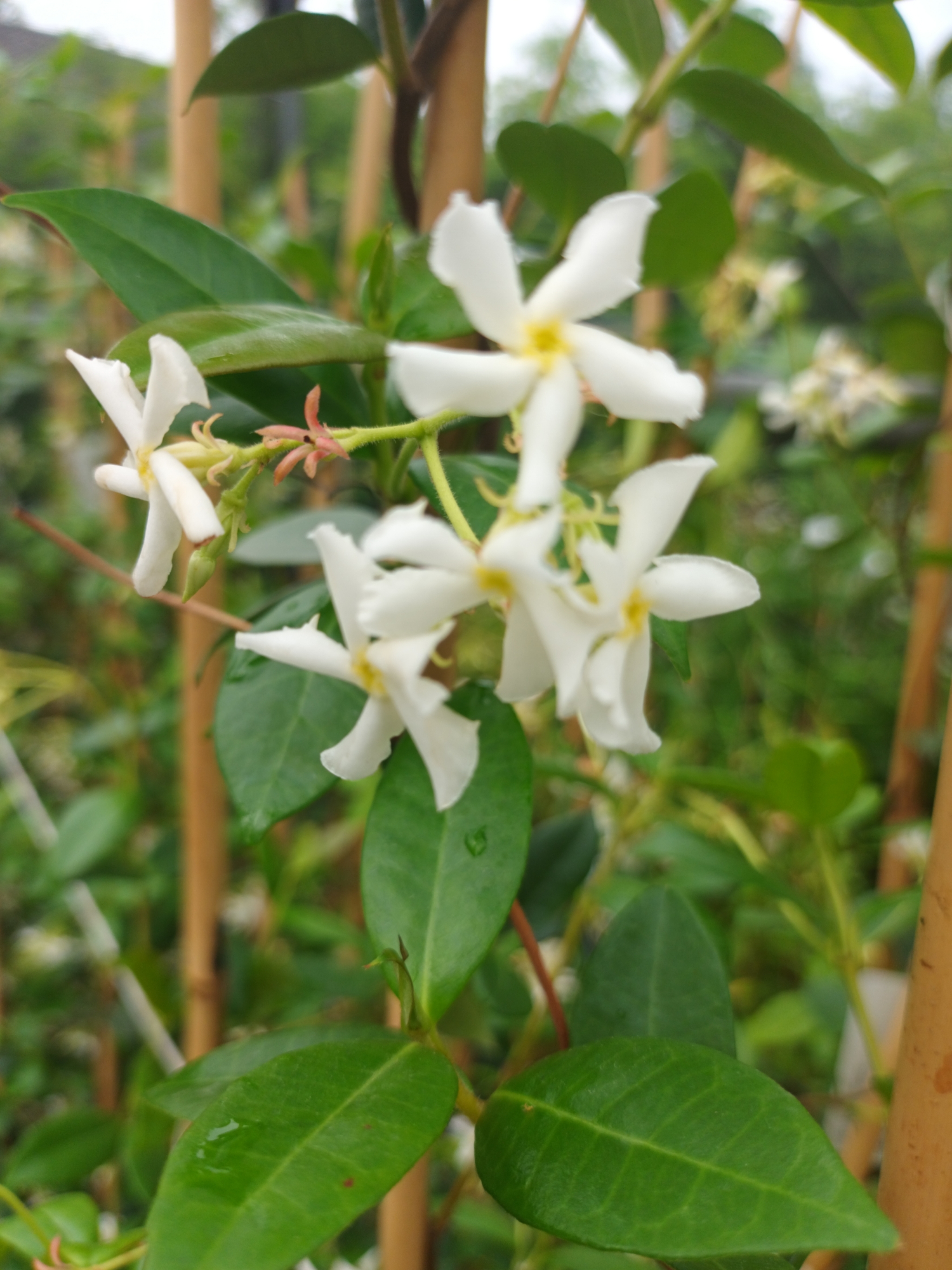 Trachelospermum jasminoides  (Toscaanse Jasmijn wit )   1 voor €14,95 -2 voor €25 OP=OP