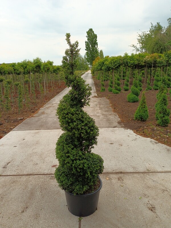 Ilex crenata spiraal